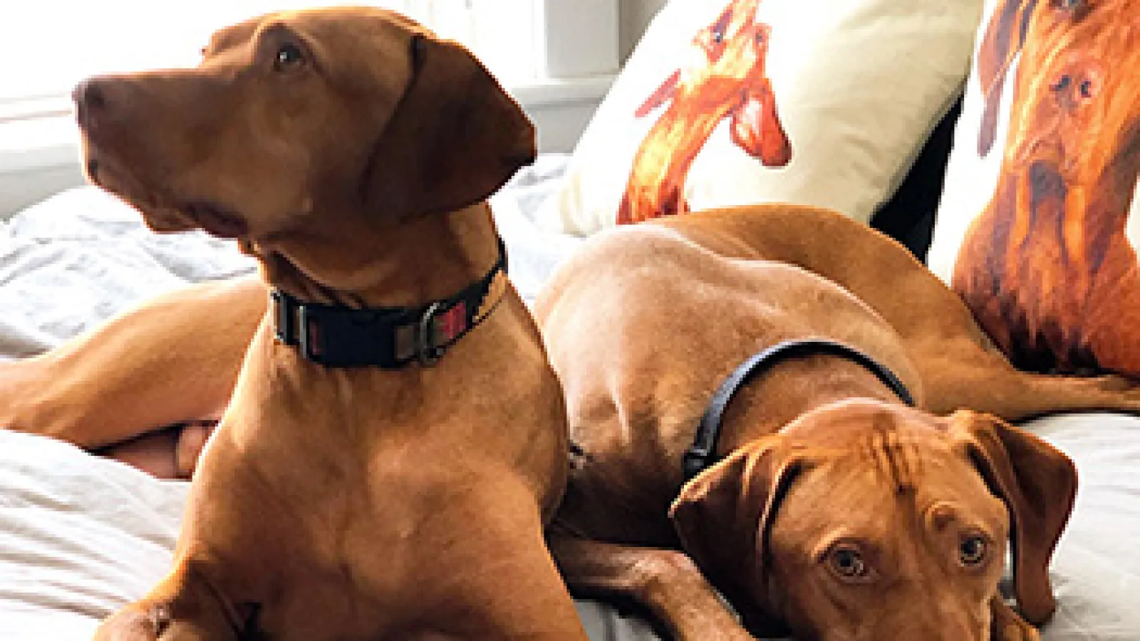 Randy Rowe's Dogs