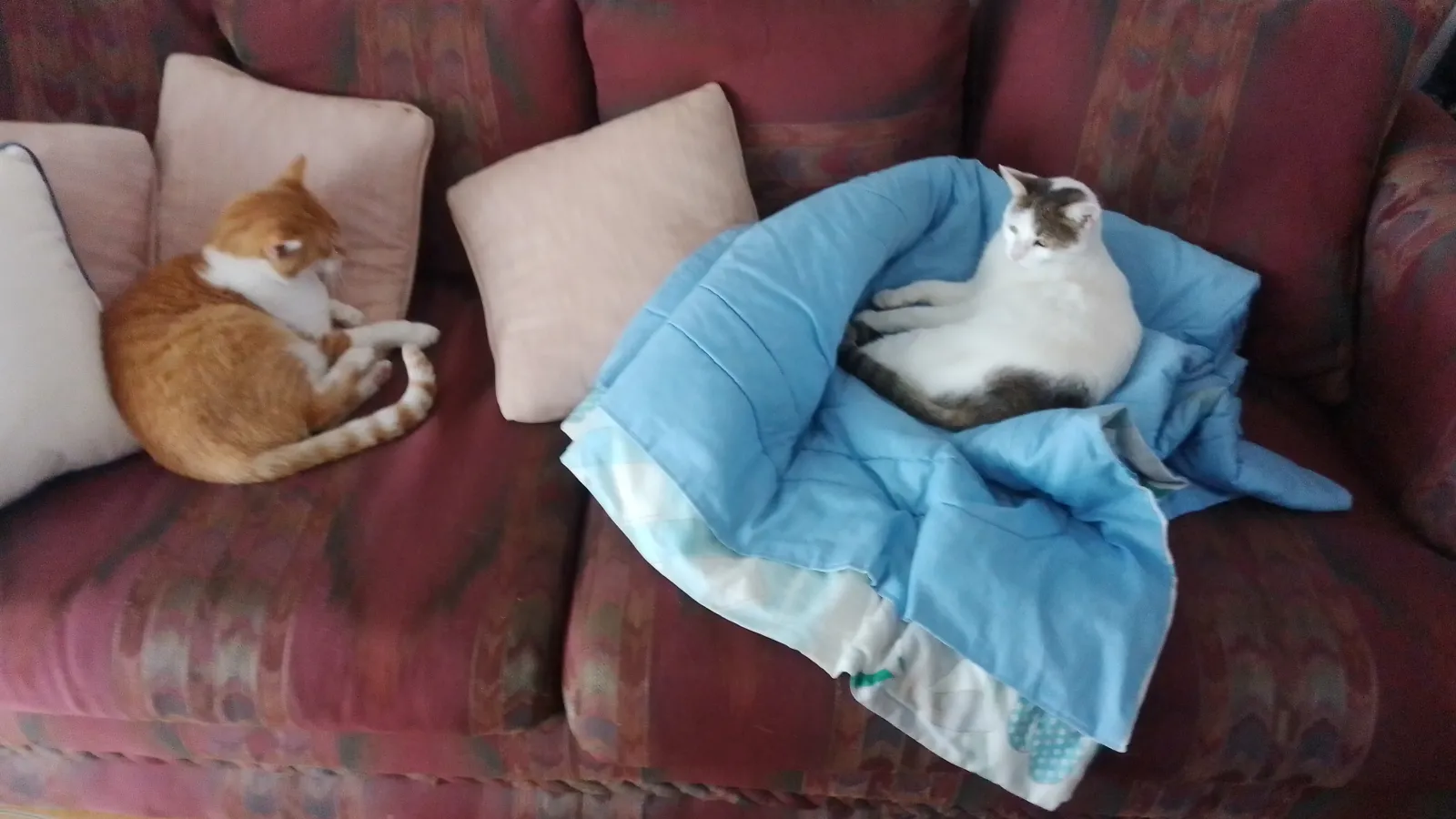 Sofia Bachman's Cats, William of Orange and Moose